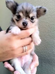 so cute maybe a merle chihuahua mit bildern merle chihuahua chihuahua welpen kleine hunde