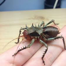 Cosmoderus Fomeralis Animal Planet Animals Creature Design