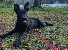 They are 9 week old puppies who are very energetic and playful. The German Shepherd Pitbull Mix A Quick Overview K9 Web