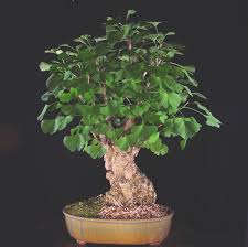 Ginkgo Bonsai Tree Care Guide Ginkgo Biloba Bonsai Tree Gardener Bonsai Tree Care Bonsai Tree Types Bonsai Tree