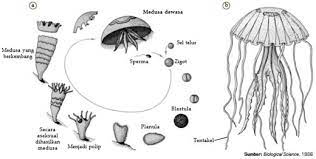 Secara generatif, biji dari bawang merah dapat ditanam di lahan yang kemudian akan tumbuh menjadi tanaman baru. Coelenterata Ciri Ciri Klasifikasi Struktur Tubuh Peran Reproduksi Contoh