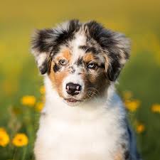 Australian shepherd puppy for sale near arizona, pima, usa. 1 Australian Shepherd Puppies For Sale In Phoenix Az