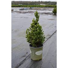 Image result for Cryptomeria