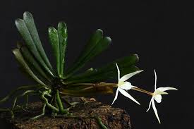 Image result for Aerangis kirkii