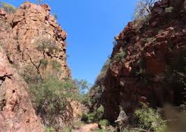 Image result for Cotyledon barbeyi