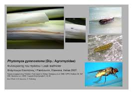 Image result for phytomyza gymnostoma