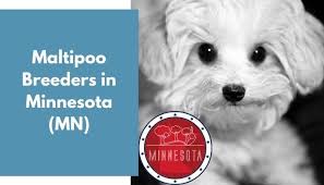 This maltipoo puppy is very social, friendly & playful! Animalfate Page 20 Of 97 Homepage