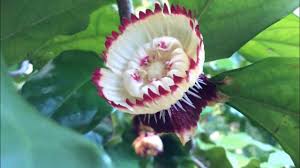 Image result for Napoleonaea