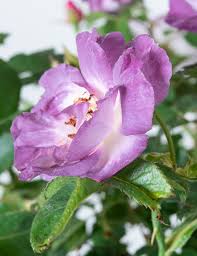 Hat den jemand von euch? Beetrose Blue For You Rosa Blue For You Gunstig Online Kaufen