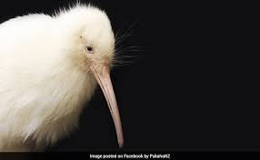 The word kiwi has three meanings in new zealand: Manukura New Zealand S Rare White Kiwi Dies After Surgery