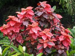 Image result for Acalypha sonderiana