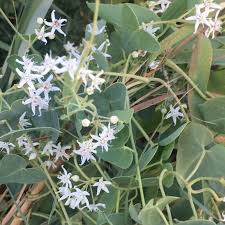 Image result for Cynanchum