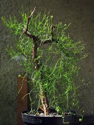 Image result for Bowiea volubilis