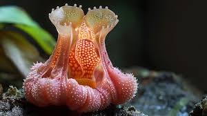 Image result for Hydnora