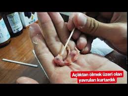 Yeni Dogan Muhabbet Kusu Mamasi Ve Yavru Muhabbet Kusu Elde Besleme Youtube
