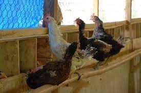 Ayam bangkok yang bagus untuk dijadikan indukan mempunyai ciri sebagai berikut : Cara Mudah Membuat Kotak Ayam Bertelur Pertanianku