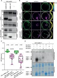For a pier and are in direct contact with ships and camels, which tend to wear. Receptor Kinase Module Targets Pin Dependent Auxin Transport During Canalization Science