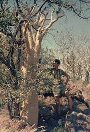 Image result for Cyphostemma hereroense