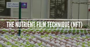 Nft provides no medium support for roots. The Nutrient Film Technique Explained Epic Gardening