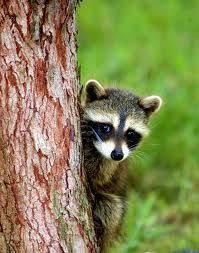Cabin Rentals In Gatlinburg Cabins In Smoky Mountains From Diamond Mountain Rentals Pet Raccoon All Gods Creatures Beautiful Creatures