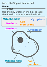 We did not find results for: Ks3 Labelling Animal Cells Worksheet Teaching Resources