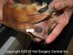 Take this test to find out! Animal Surgical Center Of Michigan Veterinarian In Flint Mi