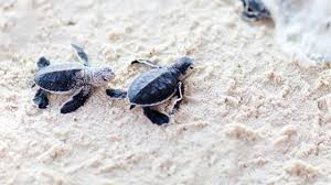 Bdl is a legal public entity enjoying financial & administrative autonomy. Regardez Ces Centaines De Bebes Tortues Naitre Sur Une Plage Du Liban Bebe Tortue Tortue Verte Tortue