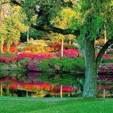 Middleton Place Charleston Sc Aka Home Beautiful Azaleas In Bloom But My Azalea Is Still More Beautifu Middleton Place Beautiful Places Beautiful Gardens