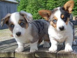 Australian shepherd corgi mix puppies for sale australian. Corgi Mini Aussie Mix For Sale
