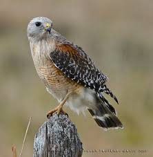 Birds Of Prey Central Florida Timeline Photos Susan Faulkner Davis Photography Facebook Photography Species Faulkner