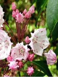 Arbuste rustique couvert de bouquets de fleurs bleu en automne, feuillage gris vert. 30 Meilleures Idees Sur Arbustes A Feuillage Persistant Arbustes A Feuillage Persistant Feuillage Persistant Feuillage