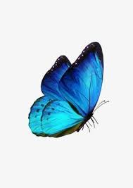 Butterfly Butterfly Clipart Blue Fly Png Transparent Clipart Image And Psd File For Free Download Mavi Sanat Kelebekler Sanatsal Dovmeler