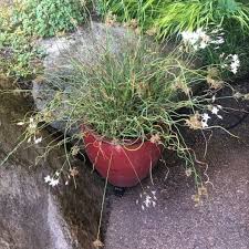 Image result for Juncus