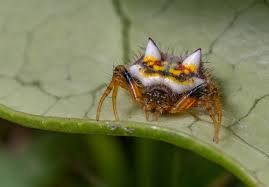 Image result for Poecilostachys
