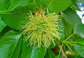 Image result for Maclura