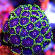 Wwc Purple Heart Zoas In Our Nano Display Are Looking Freshhh Aquarium Aquaculture Reeflife Reeftan Saltwater Fish Tanks Coral Aquarium Coral Reef Aquarium