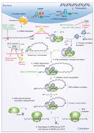 First, three initiation factor proteins (known as if1, if2, and if3) bind to the small subunit of the. Eukaryotic Translation Initiation Mrna Maturation And Nuclear Export Download Scientific Diagram