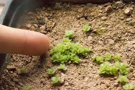 Cactus & succulent seed bank. How To Grow Succulents From Seed Growing Succulents From Seed Planting Succulents Succulent Seeds