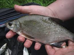 The Bream Species Sunfish Bluegills Shellcracker