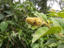 Image result for Croton triqueter