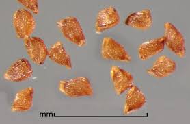 Image result for Striga hallaei