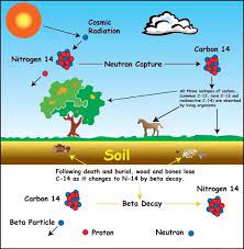 It is used in dating. How Does Carbon 14 Show How Old An Object Is Quora