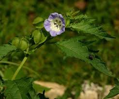 Image result for Nicandra physalodes
