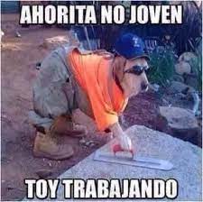Memes Ahorita No Joven Memes Divertidos Sobre Perros Fotos Divertidas De Animales Memes Divertidos