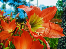 Amarilis atau hippeastrum, adalah bunga tropis yang berasal dari afrika selatan.1 x teliti sumber umbi amarilis disanjung oleh para pekebun karena mudah ditanam dan ditanam kembali setelah. Taman Bunga Amarilis Jogja Spot Selfie Yang Mempesona