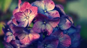 To ensure a margin when hanging, we recommend always flowers are a great concept for new artists to consider on their own. Pink Petaled Flower Pink Purple Hydrangea Flowers Hd Wallpaper Wallpaper Flare