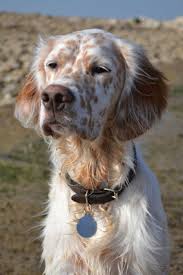Litter, parents are register fsds. English Setter Puppies For Sale Michigan The Y Guide