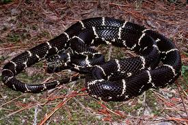 Nc Common Snakes North Carolina Scotland Co June 2005 Scan From Slide Snake Reptiles Beautiful Rainbow