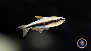 Image result for Tetracera bussei