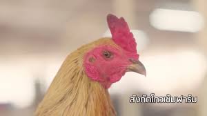 Check spelling or type a new query. Sangat Mempesona Ini Ayam Mangon Yokeere Peraih 15 Miliar Rupiah Youtube